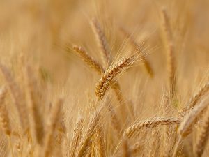 El sector del cereal en España: estos son los datos